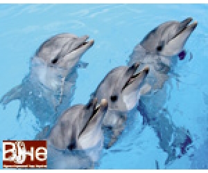 Тест на любов до дельфінів