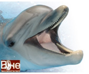 Украдена усмішка дельфіна, або як це робиться в Одесі